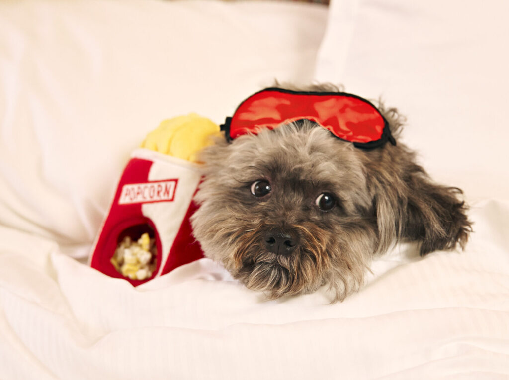 Pet Cheri